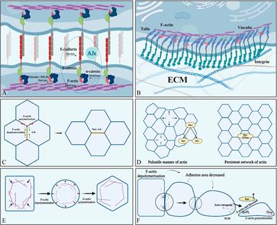 Actin polymerization and depolymerization in developing vertebrates